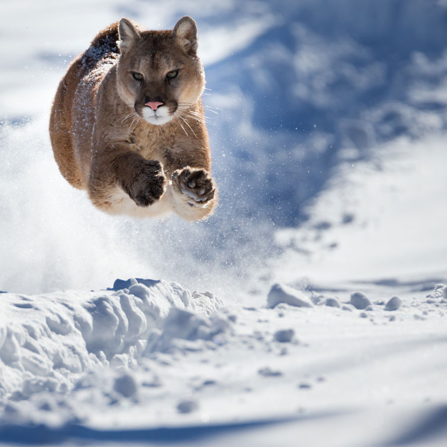 A mountain lion runs in the snow, all legs in the air