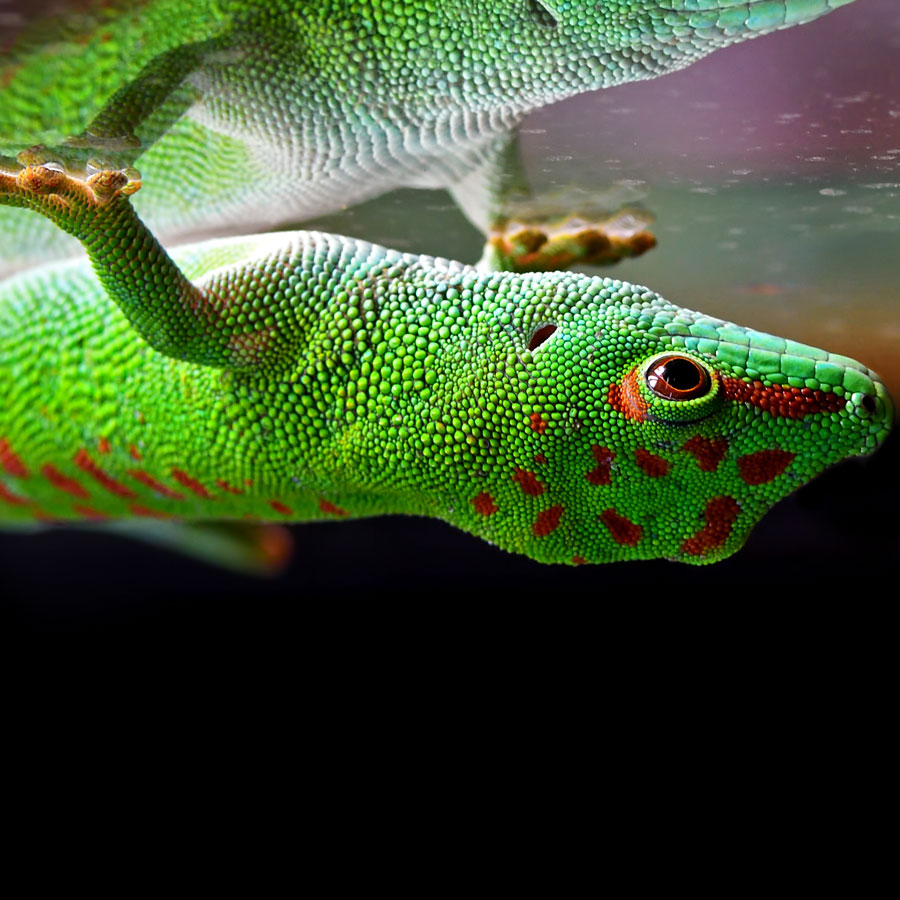 A Madagascar day gecko clings to a pane of glass