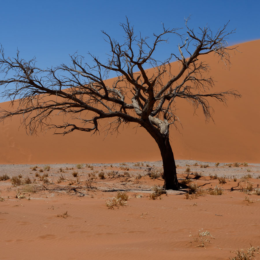 Dead trees in the front of Dune 45 in Namibia